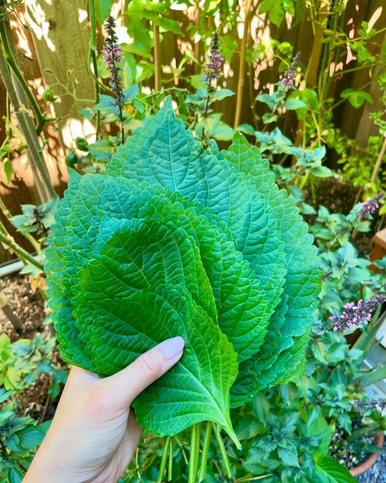 Lush Greens for Urban Balconies