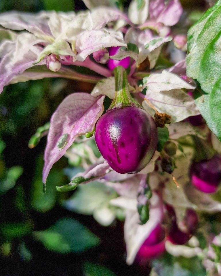 Vibrant Peppers in Urban Gardens